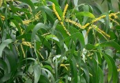 গাছ চিনুনঃ আকাশমনি