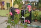 গাছ চিনুনঃ স্থলপদ্ম