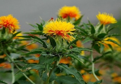 গাছ চিনুনঃ কুসুম ফুল