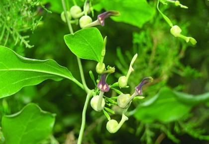 ঈশের মূল