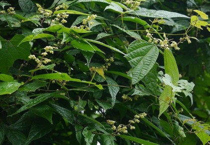 পিছন্দি