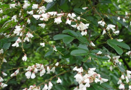 নোয়ালতা