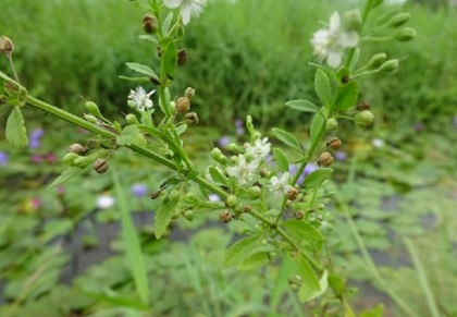 মিশ্রদানা