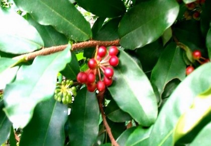 মুড়মুড়ি