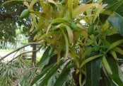 সিভিট