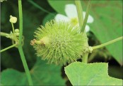 দেতরা