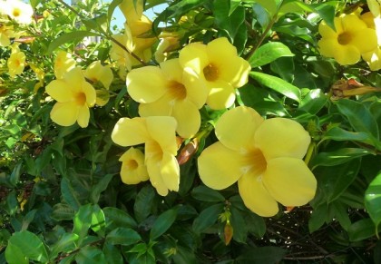 অ্যালামন্ডা