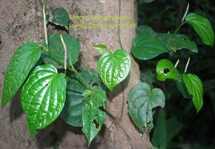 গোল পিপুল