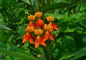 মরিচা ফুল
