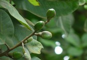 গাছ চিনুনঃ ভোলাটুকি