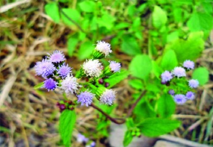 উচুন্টি