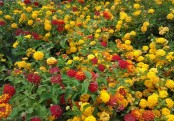 লান্টানা
