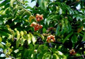 পিওরাজ