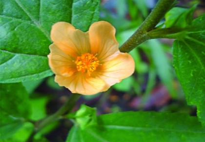 বলা বা বেড়েলা গাছ