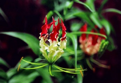 উলটচন্ডাল বা অগ্নিশিখা