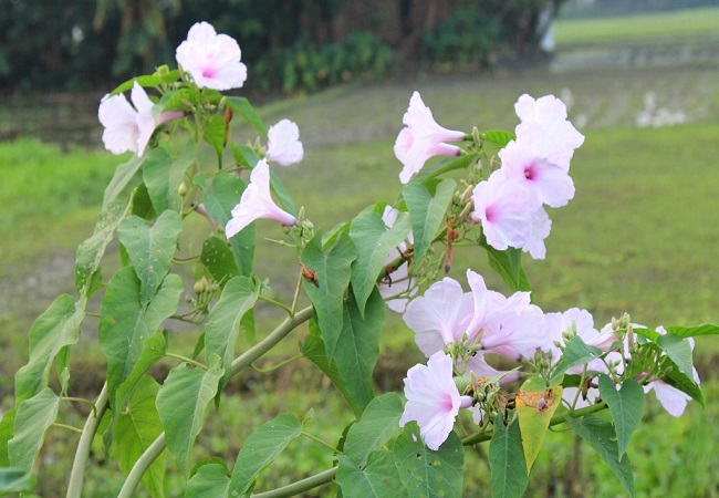 ঢোল কলমি