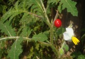 তিত বেগুন