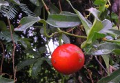 মাকাল ফল