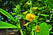 ঝুনঝুনি