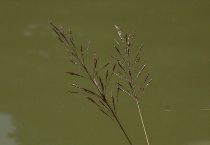 চোরকাঁটা