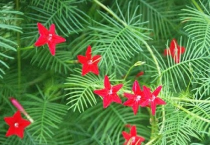 কুঞ্জলতা