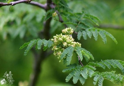 ডিভিডিভি