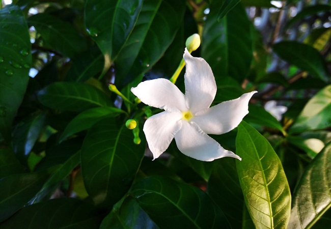 কাঠ মালতী