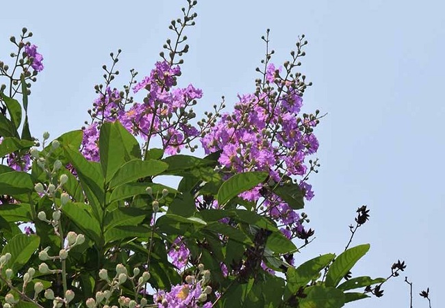 জারুল