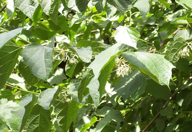 আকরকাঁটা