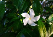 কাঠ মালতী