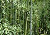 কাঁটা বাঁশ