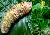 মানকচু