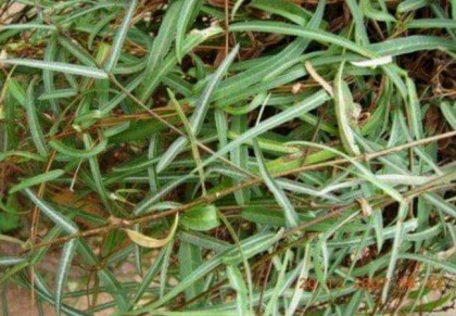 অনন্তমূল