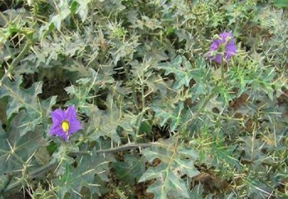 কন্টকারি