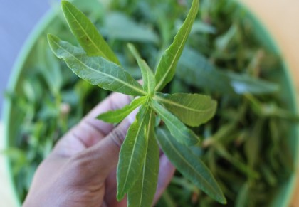 হেচি শাক