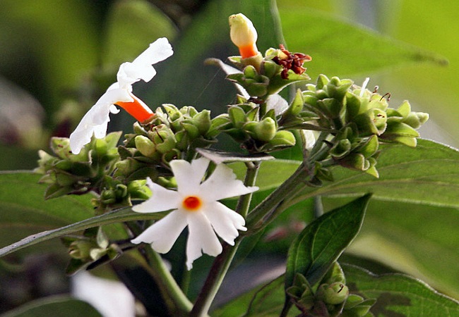 শিউলি