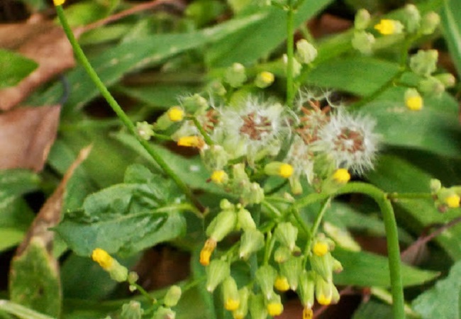 তাম্রচূড়া