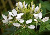 নুনিরলতা/হুড়হুড়ে