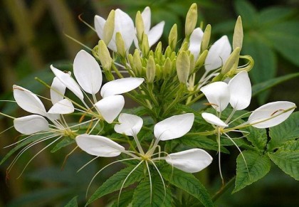 নুনিরলতা/হুড়হুড়ে