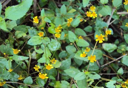 মারহাটিটিগা/বানগান্ডা