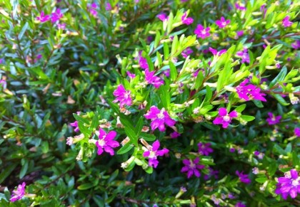 রানী ফুল