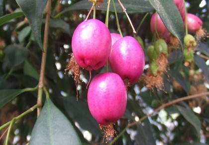 গোলাপ জাম