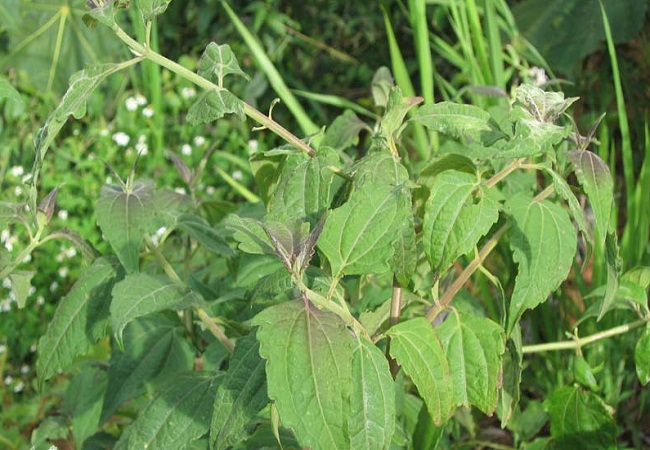 শিয়ালমুতি/আসামলতা