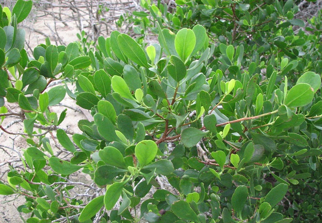 কিরপা