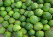 কাফির লেবু