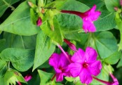 সন্ধ্যামালতী