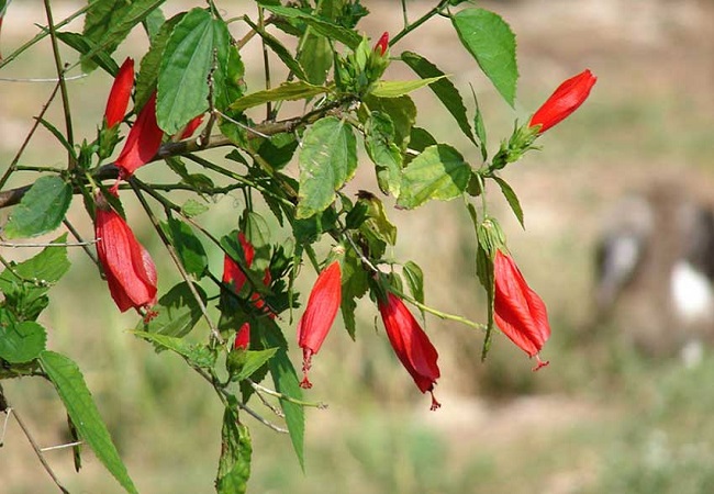 লংকাজবা