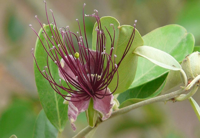 কালকেয়া