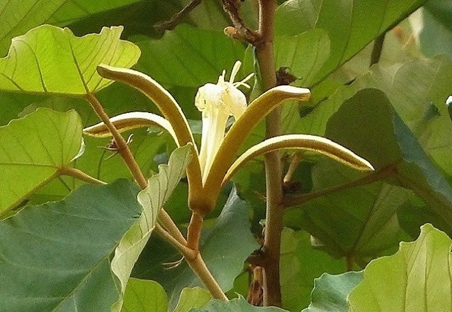 মুচকুন্দ