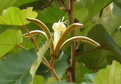 মুচকুন্দ